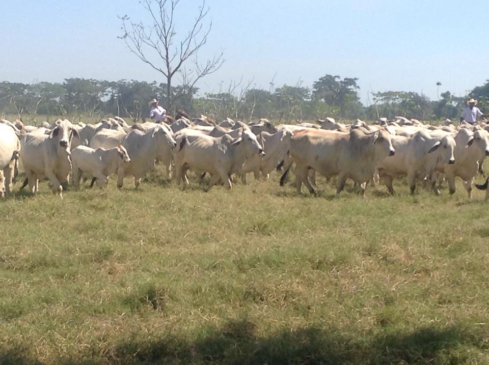 Swaner Brahamans Grey Brahman Cattle Herd