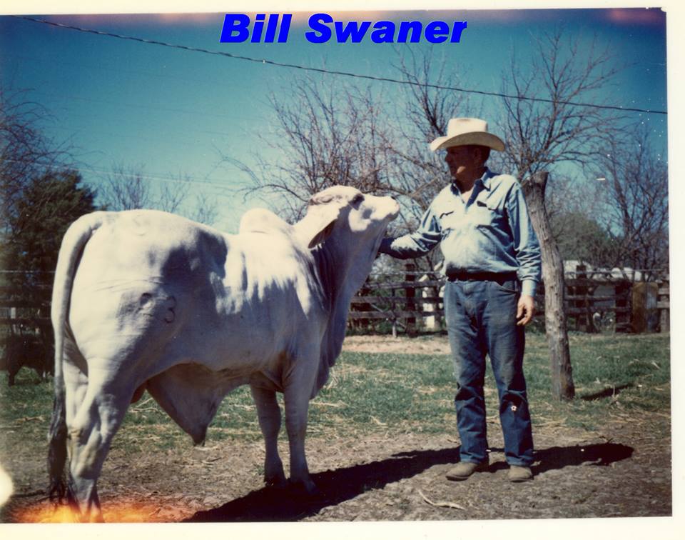 Swaner Brahmans - Bill Swaner