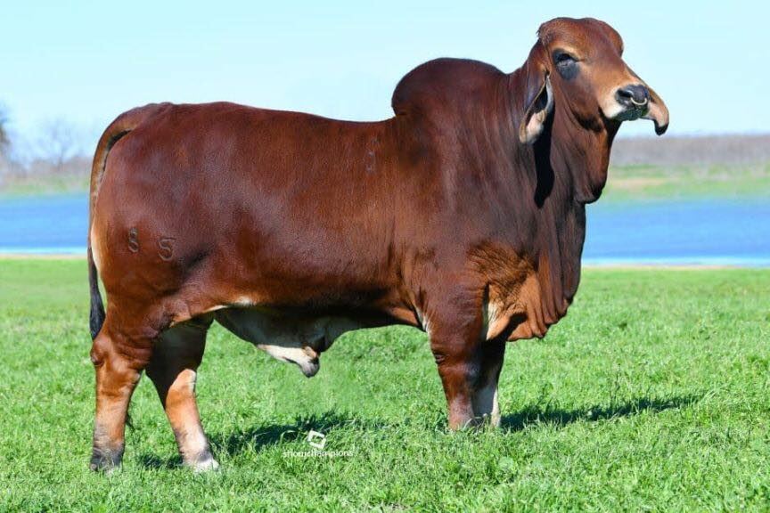 SRS JOE KID 185 - Buy 2 Units Conventional, Get 1 Free - $1000