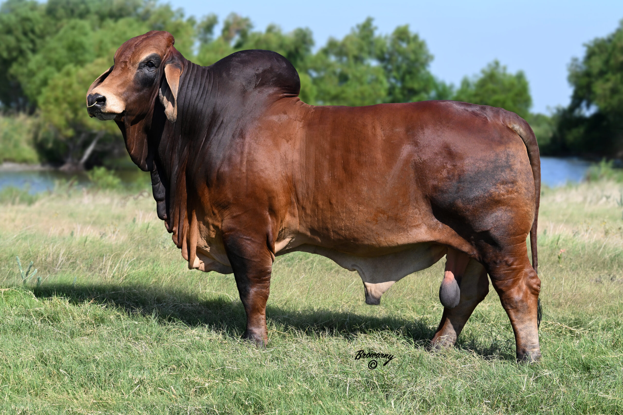 SRS HOMBRE 250 - Buy 2 Units Conventional, Get 2 Free - $500