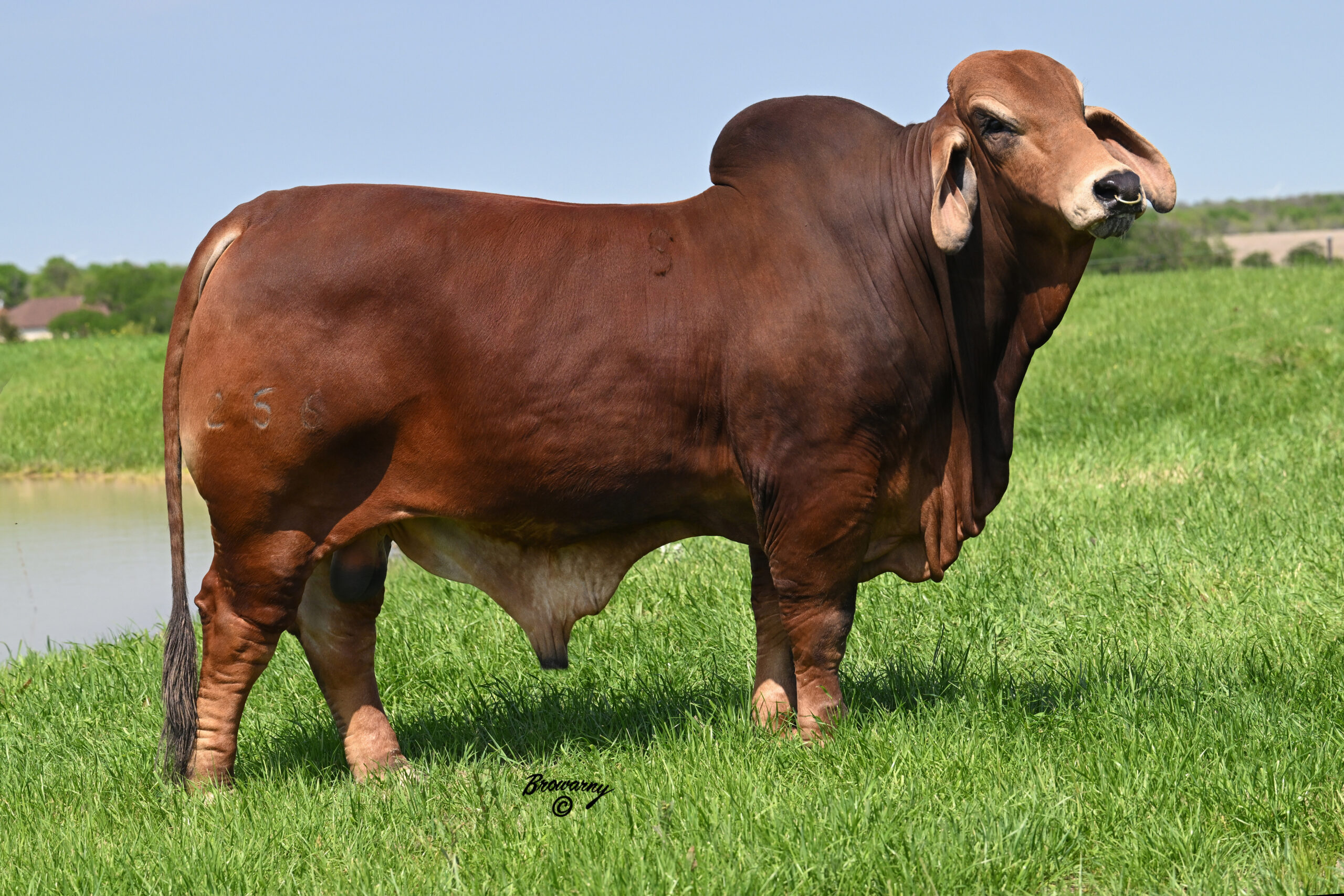 +SRS JOSEY WALES 256 - Buy 2 Units Conventional, Get 1 Free - $1000