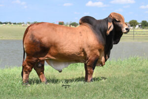 LOT 01 - SRS MR. MALUMA 325 - 10 Units Conventional Semen - $2500