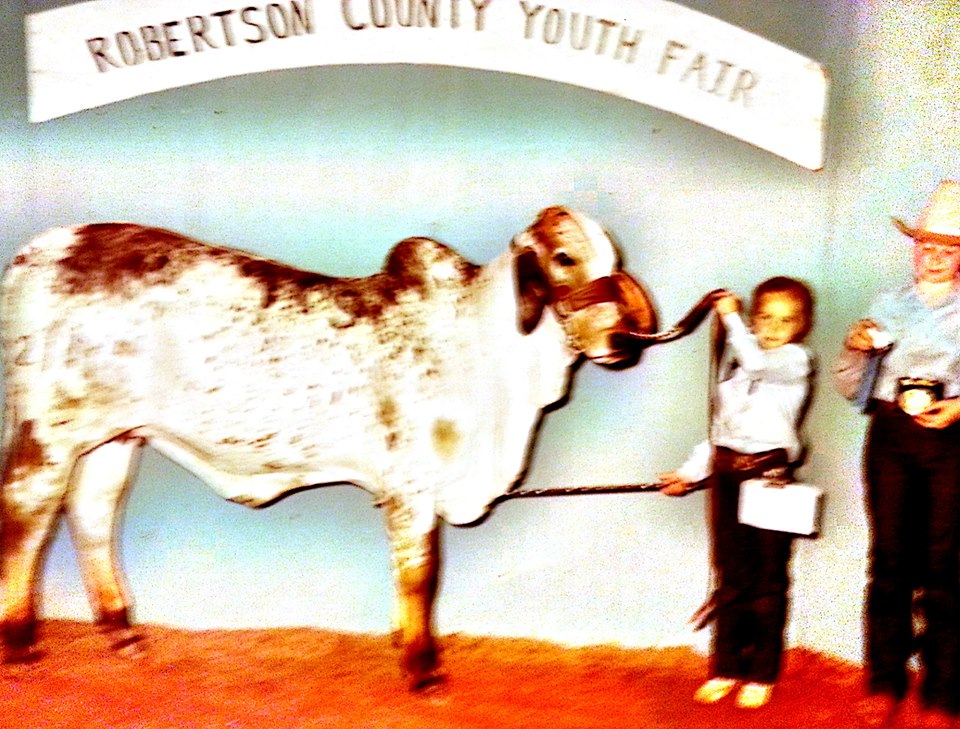 Swaner Brahmans Robertson County Fair