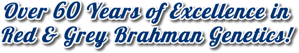 60+ Years of Red & Grey Brahman Genetics