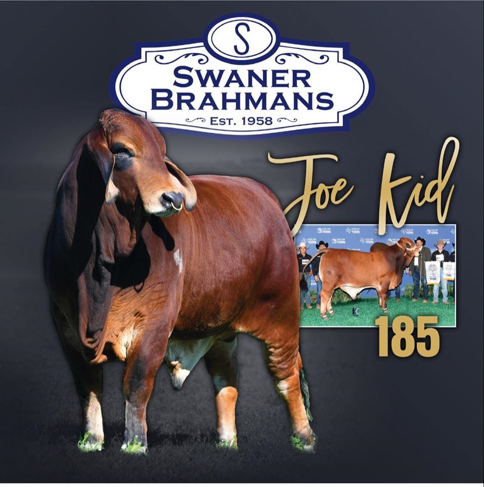 Swaner Brahmans - Champion Brahman Bull Joe Kid 185