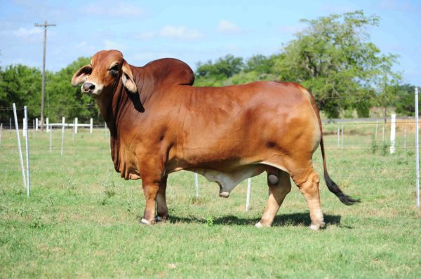 Swaner Brahmans - Champion Brahman Cattle Semen Sales