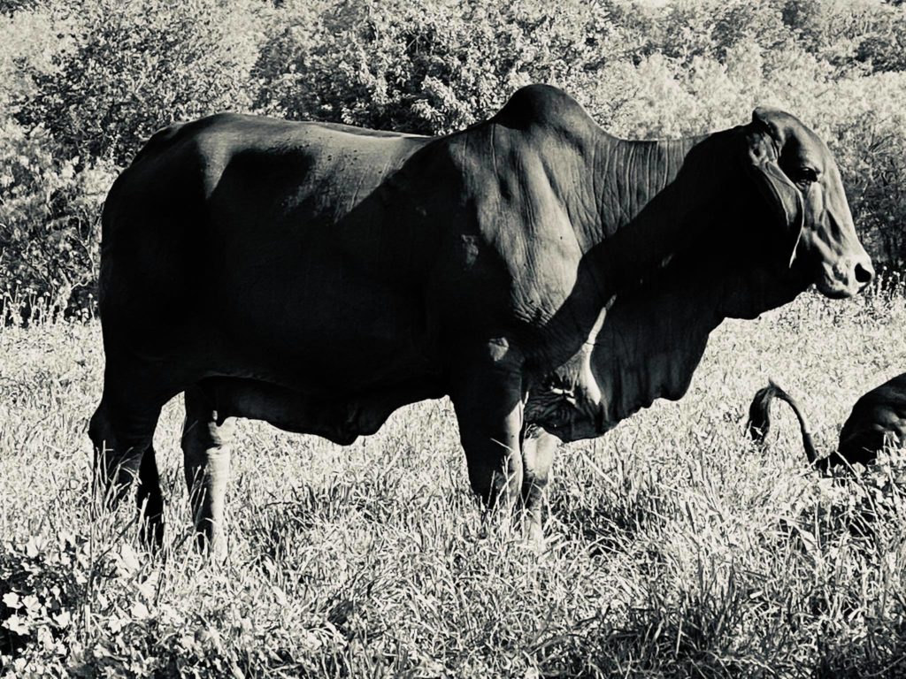 Swaner Brahmans - Cow Herd Brahman Cattle