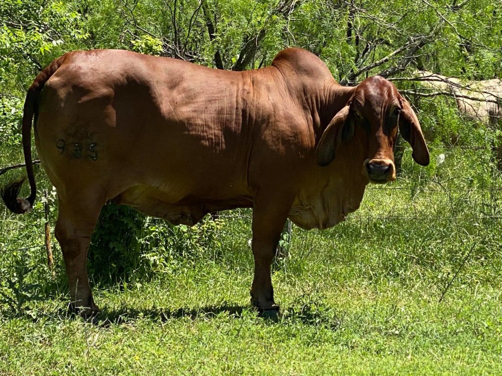 Swaner Brahmans - Cow Herd 935