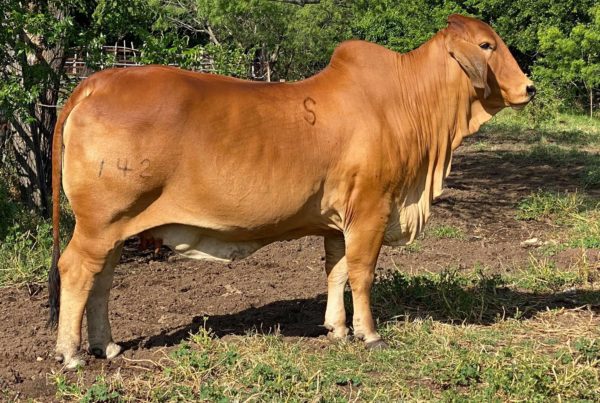 Swaner Brahmans Champion Cow Herd