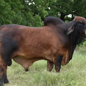 HOUSTON 2026 SPECIALS-one