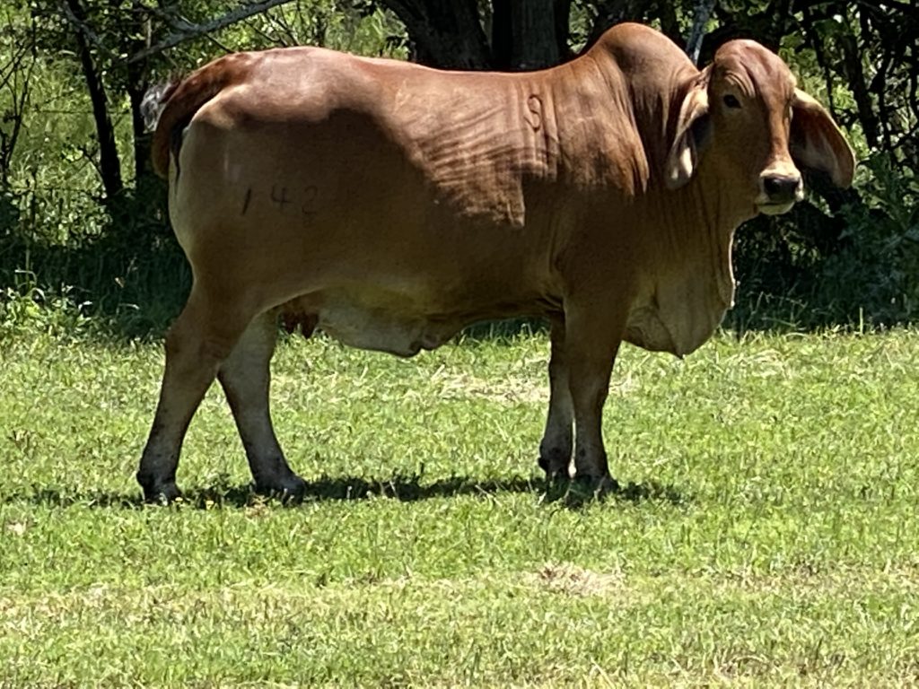Swaner Brahman Cattle Herd Donor Cow 142