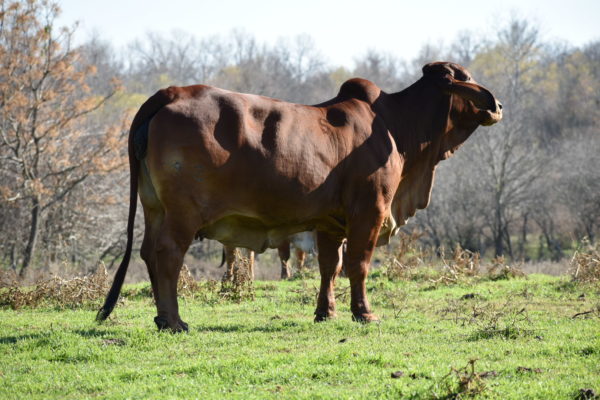 Swaner Brahman Cow Herd 92