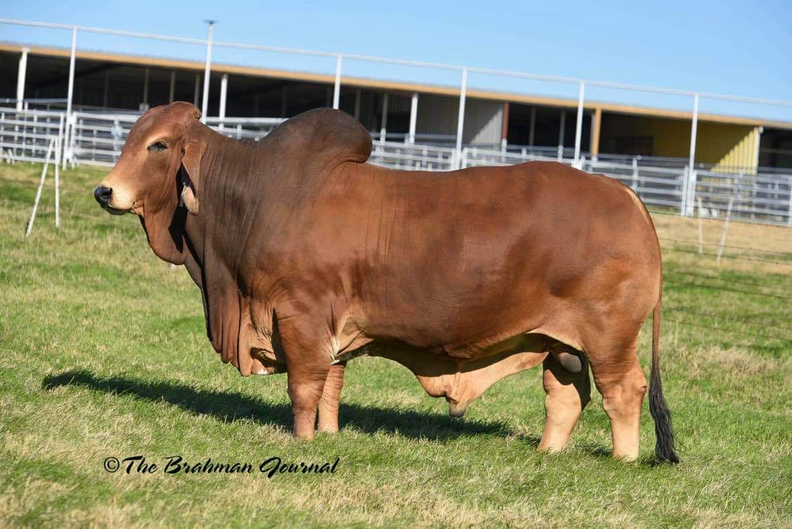Swaner Brahaman Red Bull Show Champion Genetics