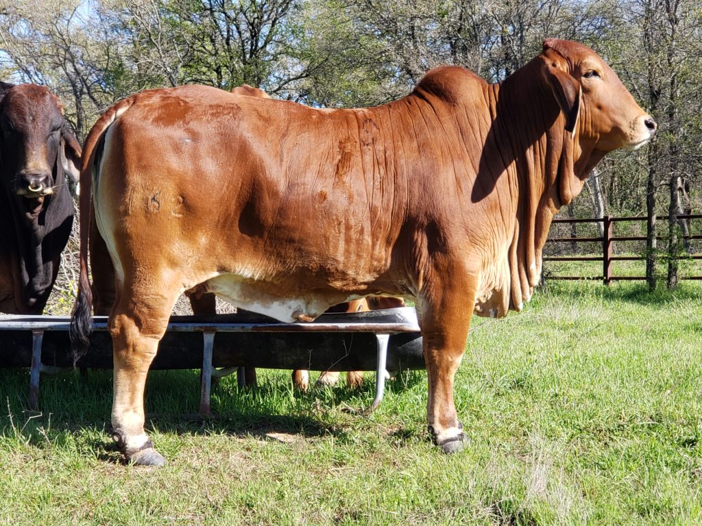 Swaner Brahmans Cow Herd SRS 162