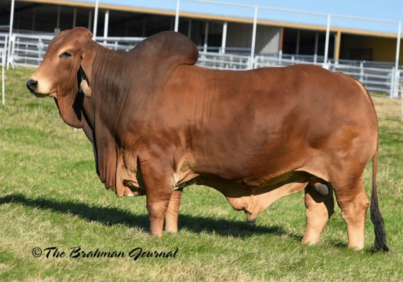 SRS MR RED EXECUTIVE 183 - Buy 2 Units Conventional, Get 2 Free - $500