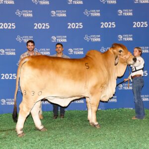 HOUSTON 2026 SPECIALS-Two