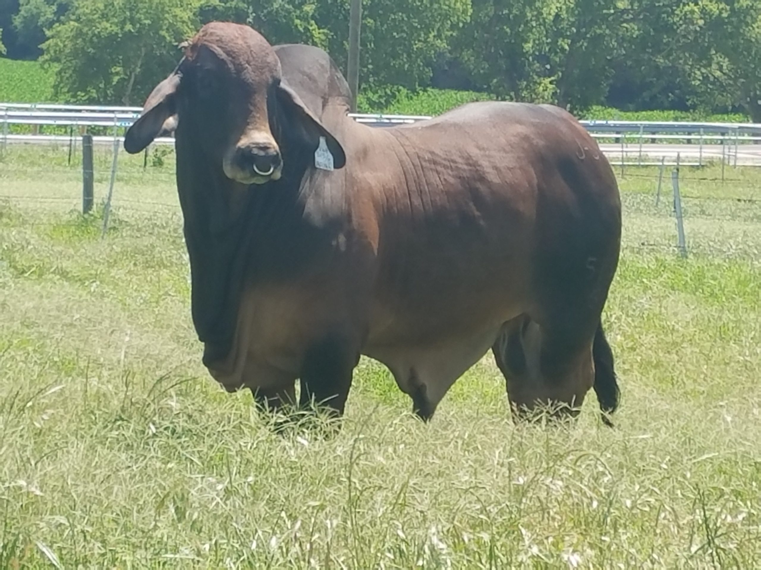 Swaner Brahmans Smithbull