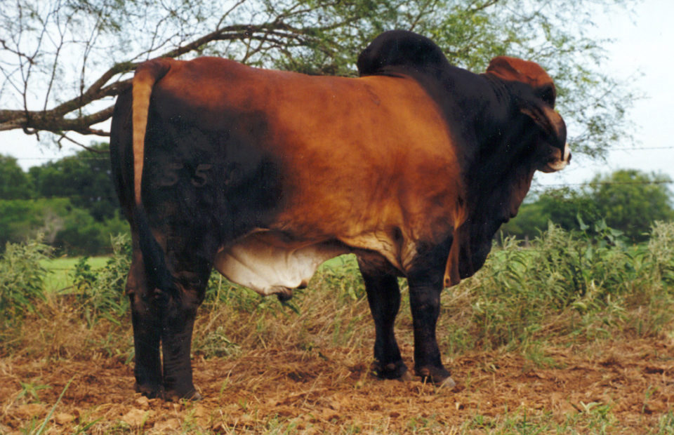 Swaner Brahmans - Brahman Herdsire Bull